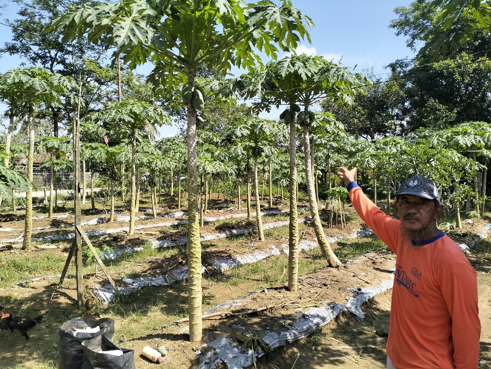 Pepaya California Hasil Kebun Desa Loa Duri Ulu